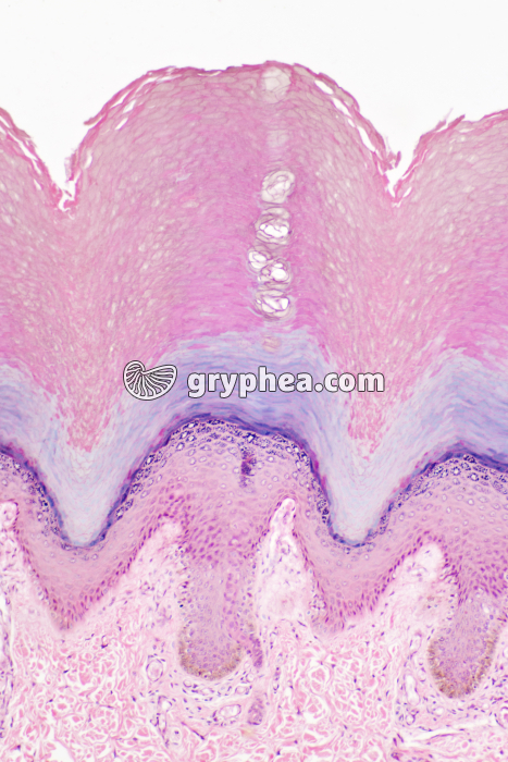 Peau avec glandes sudoripares x40 - gryphea.com